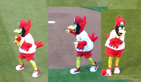 Fredbird - The Cardinals mascot - St. Louis